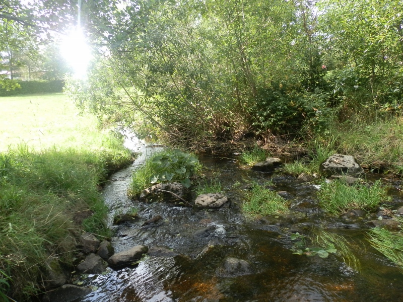 paysage ruisseau